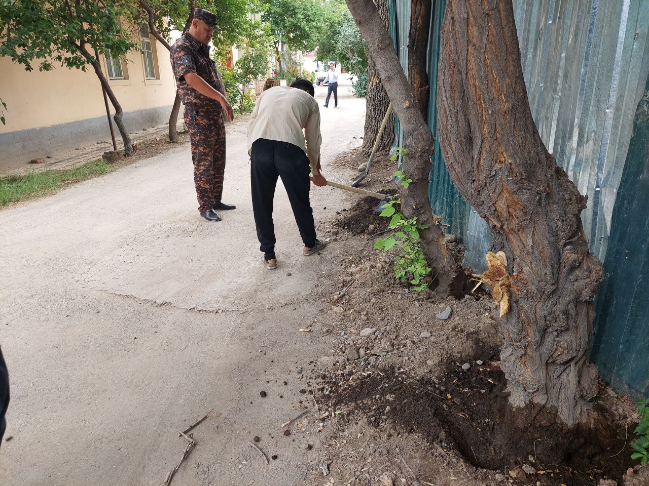В Ташкенте неизвестные пытались засушить деревья с помощью солярки