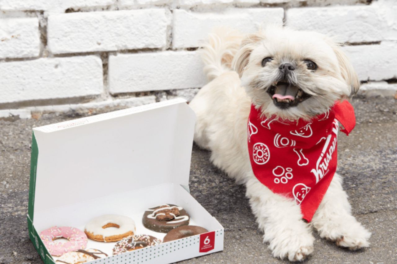 В Британии придумали пончики для собак – фото