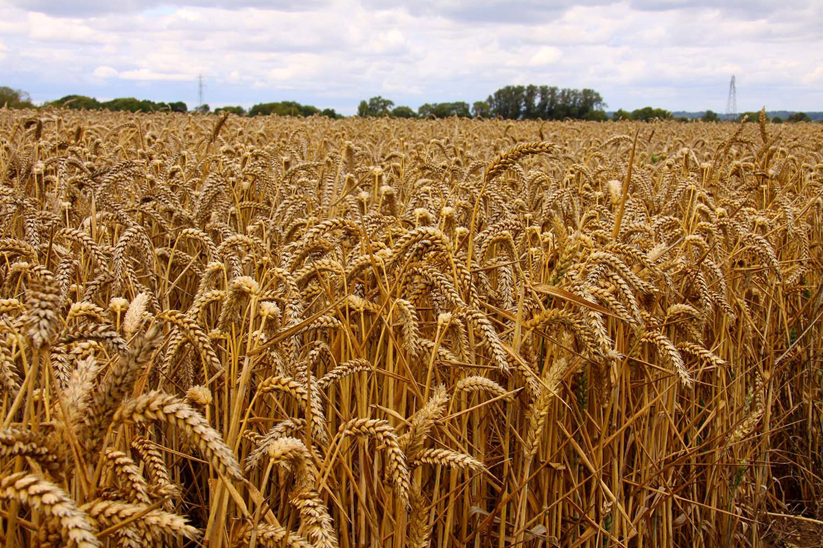 Узбекистан стал лидером по закупкам казахстанского зерна