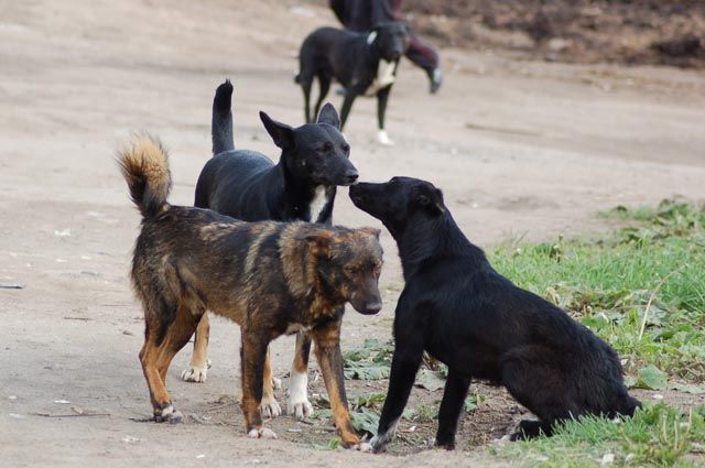 В Узбекистане повысят штраф за жестокое обращение с животными