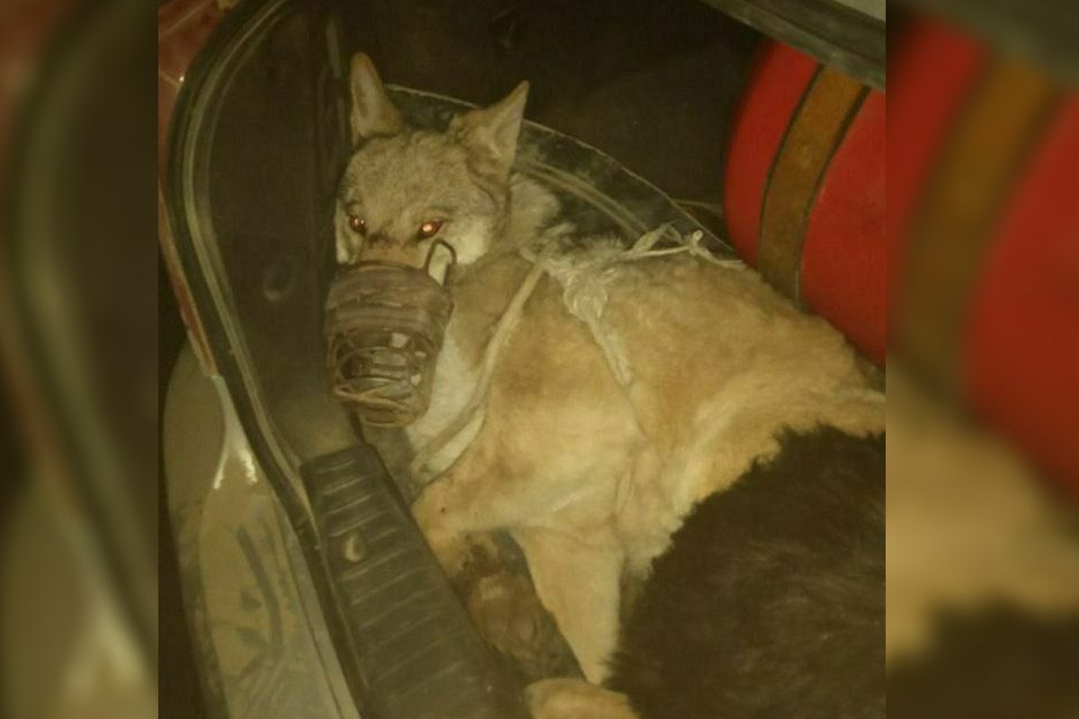 Узбекистанец пытался нелегально продать волка за тысячу долларов