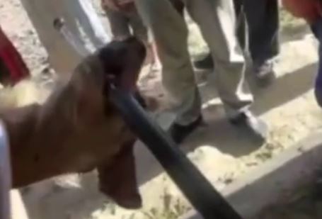 В Самарканде люди издевались над животным, приняв его за чупакабру — видео (18+)