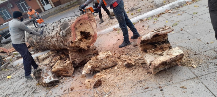 В Госкомэкологии сообщили, что лишь одно дерево в Чиланзарском районе вырубили незаконно