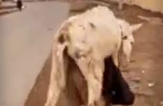Узбекистанец в попытке «захайпить» перебросил осла через себя — видео
