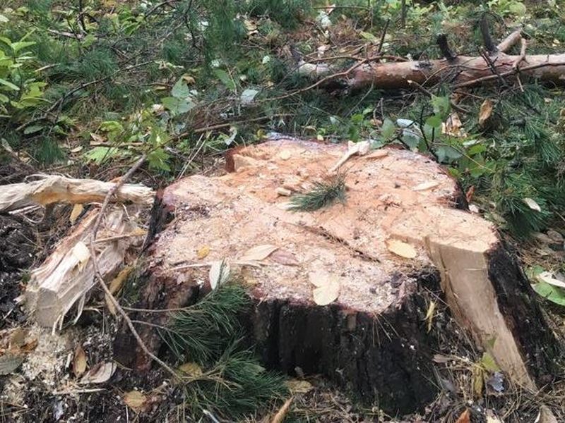 В Самарканде представитель махаллинского совета незаконно вырубил деревья на многомиллионную сумму