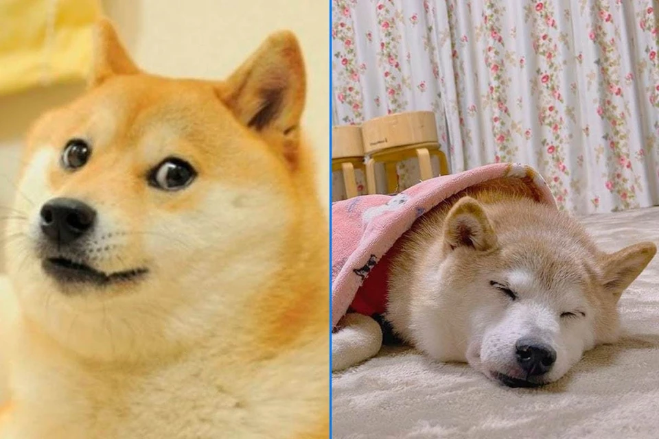 Собака, ставшая символом Dogecoin, серьезно заболела