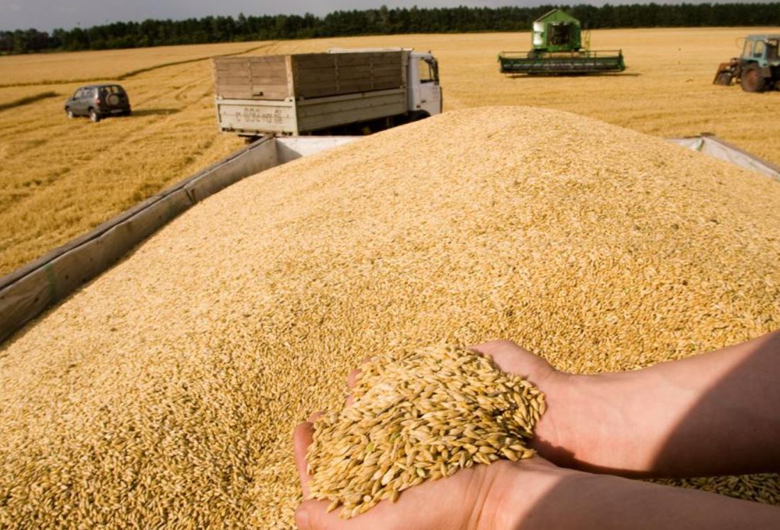 Узбекистан значительно увеличил импорт зерна из Казахстана