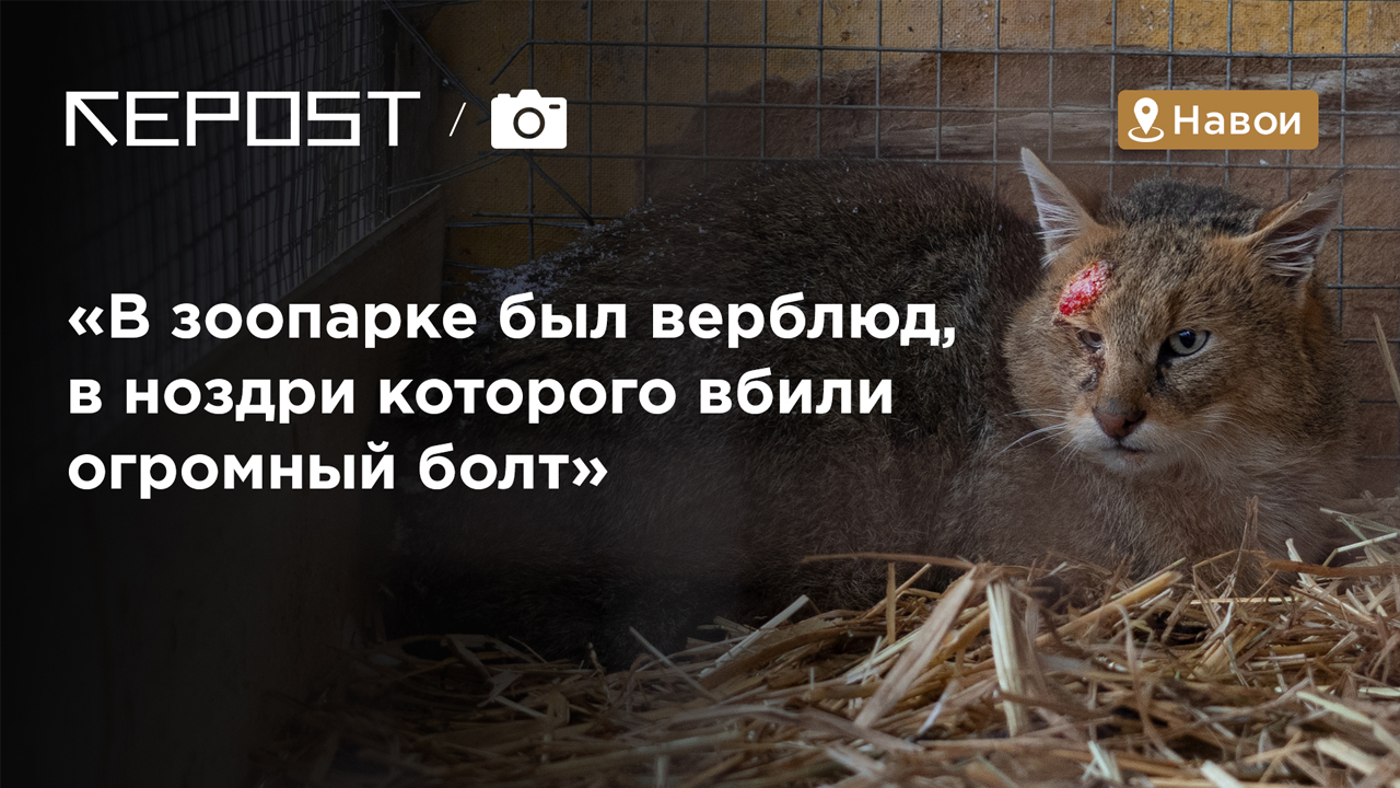 «В Узбекистане у животных нет никаких прав», - зоозащитники города Навои рассказывают о том, как в одиночку собирают деньги на питание для почти забытых животных в местном зоопарке
