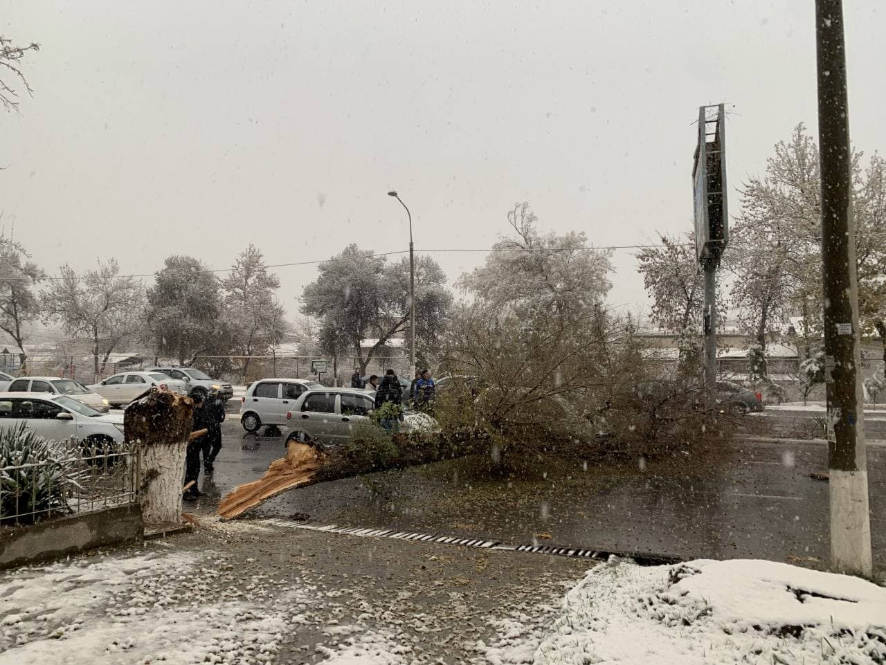 В Узбекистане из-за погодных изменений на автомобили массово падают деревья