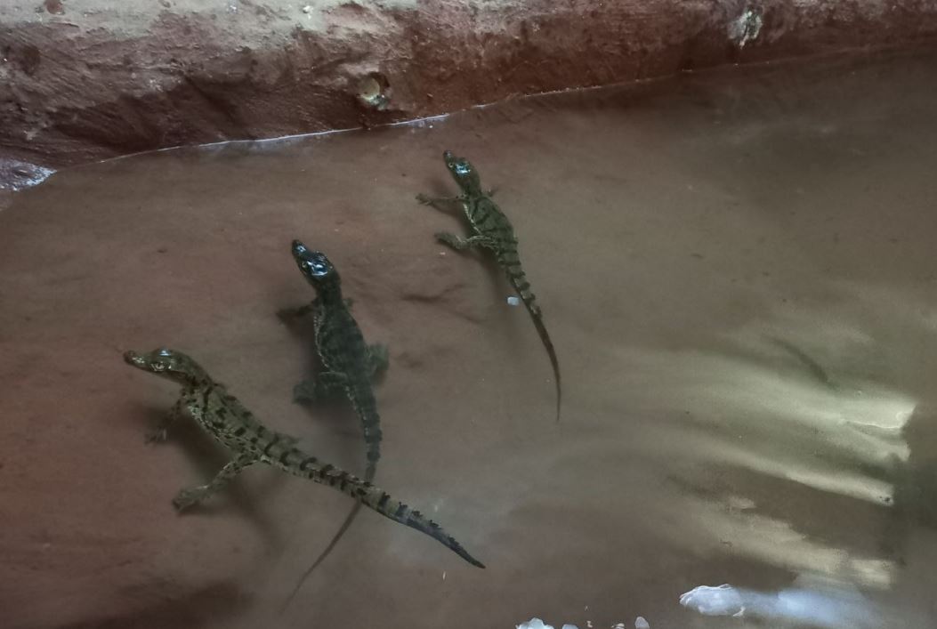 В Госкомэкологии рассказали об участи крокодилов, которых пытались ввезти в Ташкент