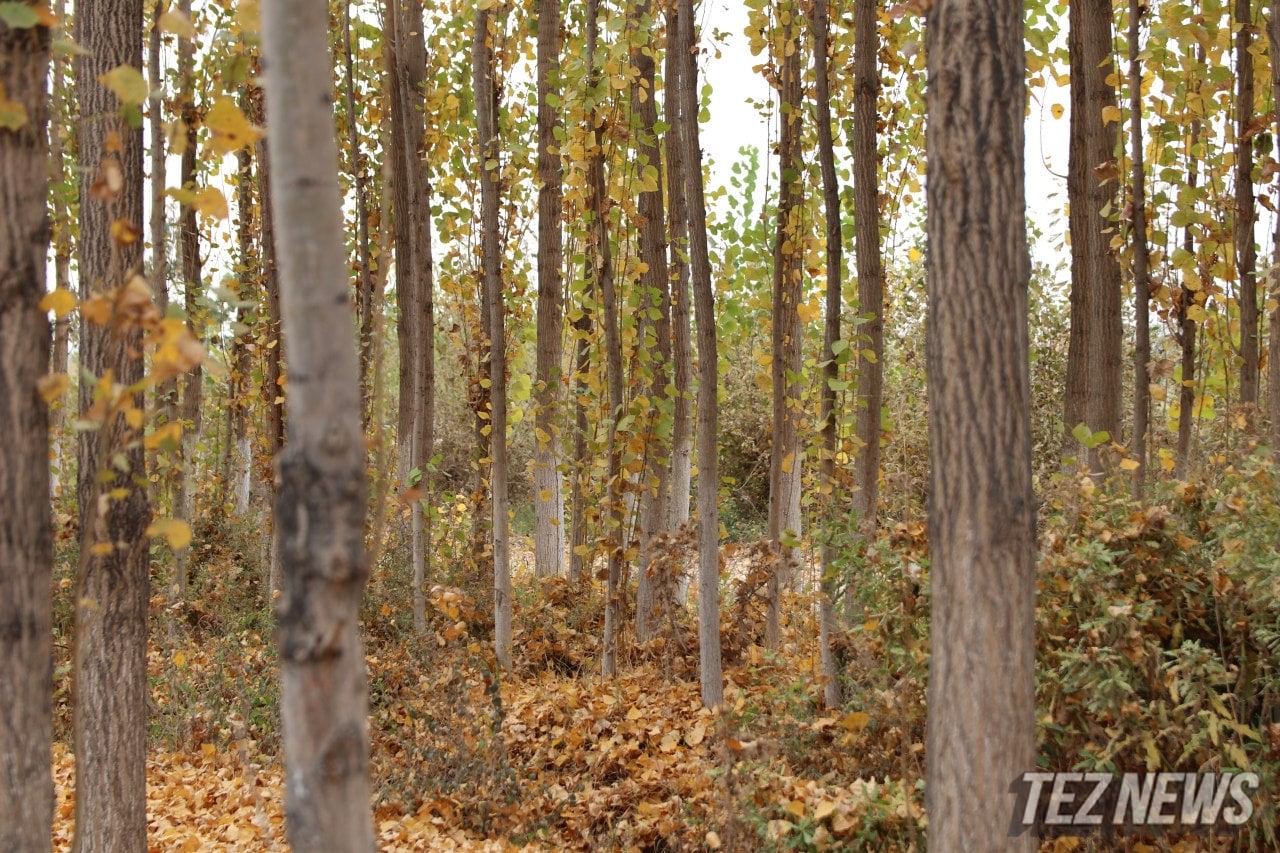 Синоптики рассказали, когда в Узбекистане начнется настоящая осень 