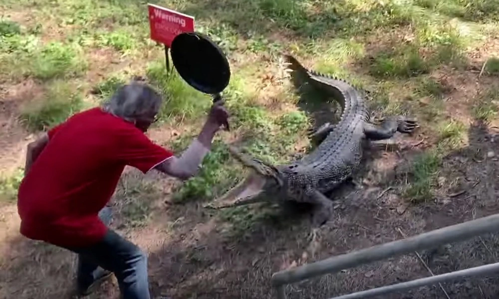 Бесстрашный мужчина в Австралии сковородкой прогнал крокодила – видео 