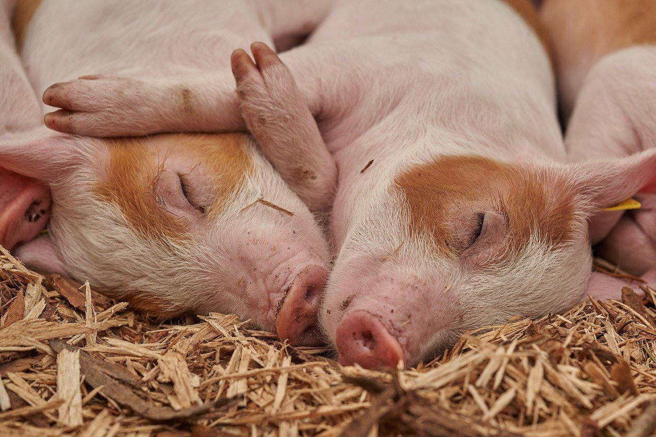 Ученые станут выращивать новую породу свиней для донорских органов людям