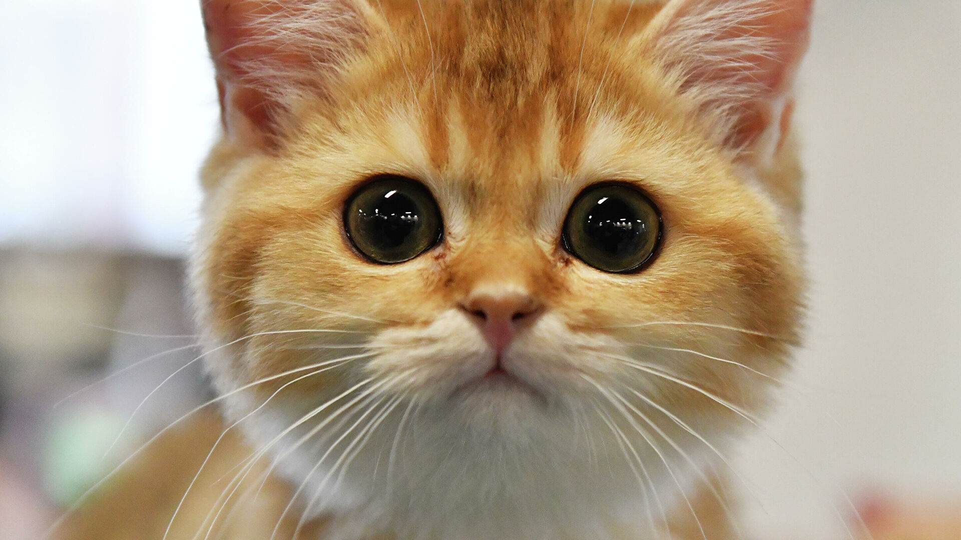 Ученые нашли у кошек опасный вирус, который похож на коронавирус