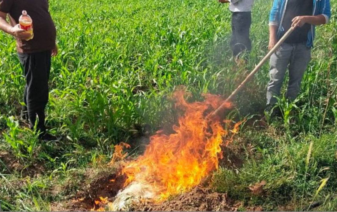 В Кашкадарьинской области сожгли более полутонны мяса