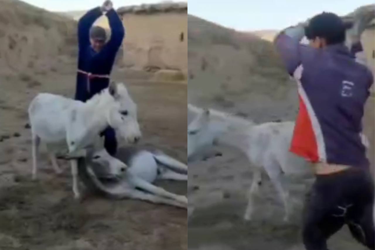 В Кашкадарьинской области двое мужчин избили ослов на глазах у ребенка — видео