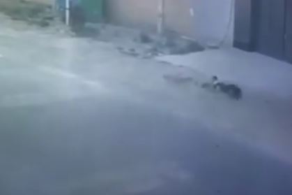 В Самарканде грозит мизерный штраф владельцу собак, набросившихся на мальчика