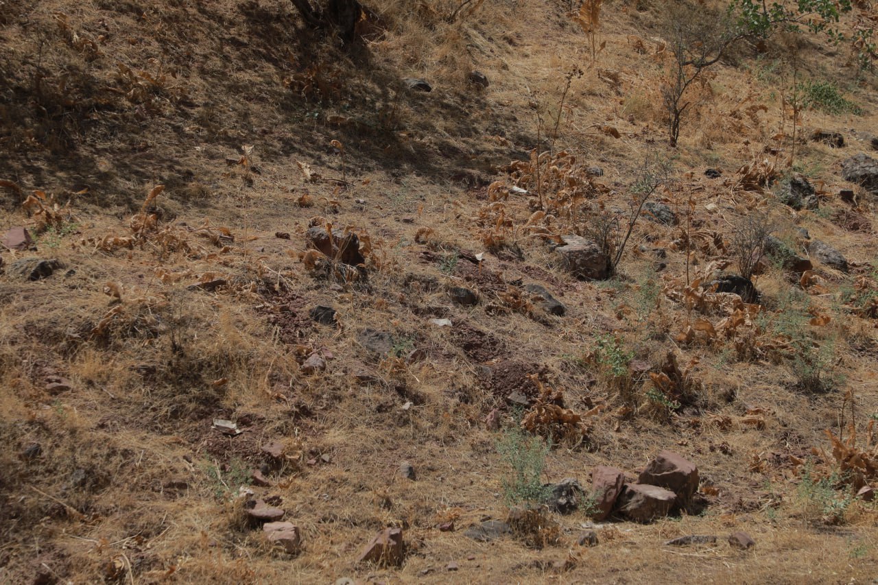 В Сурхандарье вырубили более 600 кустов краснокнижной таджикской ферулы