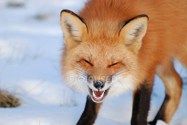 Научно доказали, что животные умеют смеяться: посмотрите, как смеются лисы – видео 