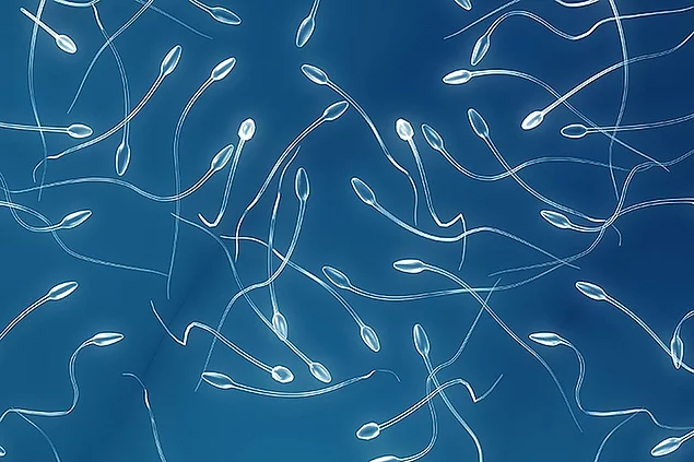 Как сперматозоиды понимают, куда им двигаться?