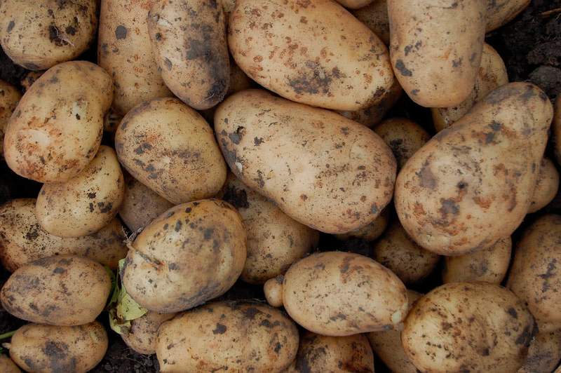Ученые из Самарканда создали новый сорт картофеля