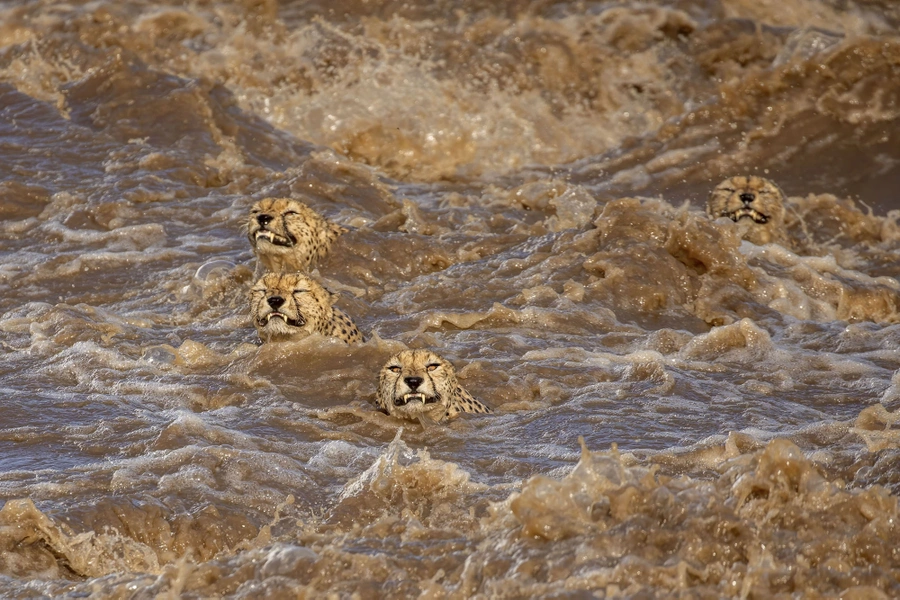Тео Чин Леонг / Четыре плавающих гепарда, которые переправляются через реку 