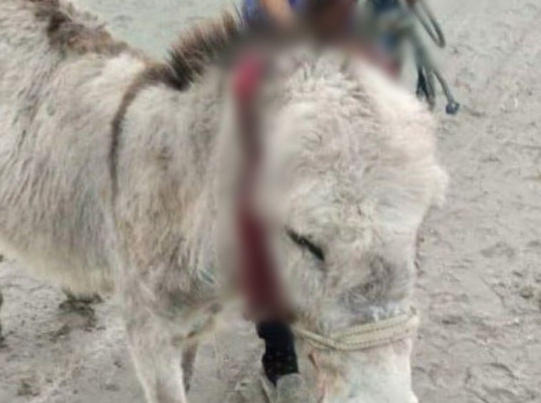 Бухарский живодер отрезал уши ослу: животное умерло от потери крови (видео 18+)