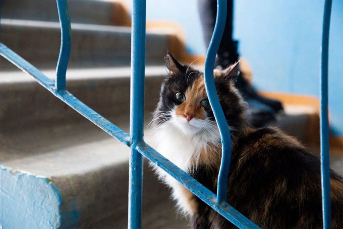 В Узбекистане запретили содержать животных на лестничных площадках