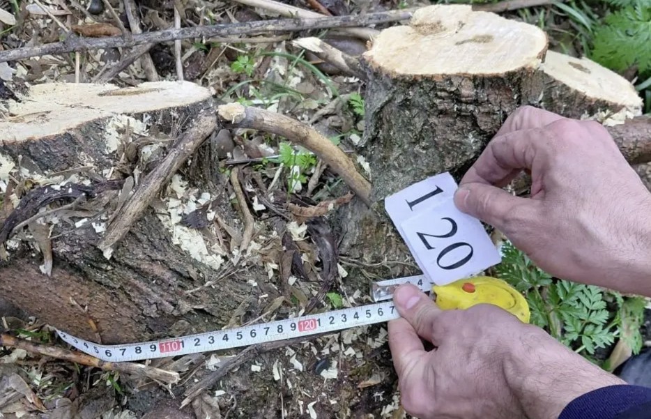 В Ташобласти незаконно срубили и выкорчевали более 120 деревьев
