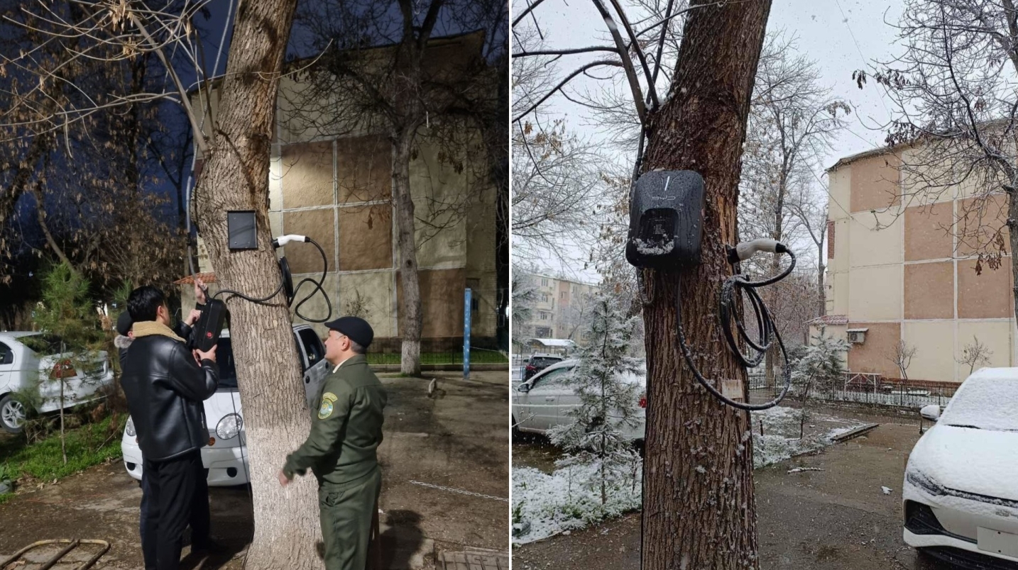 В Ташкенте оштрафовали мужчину, установившего зарядку для электромобилей на дереве