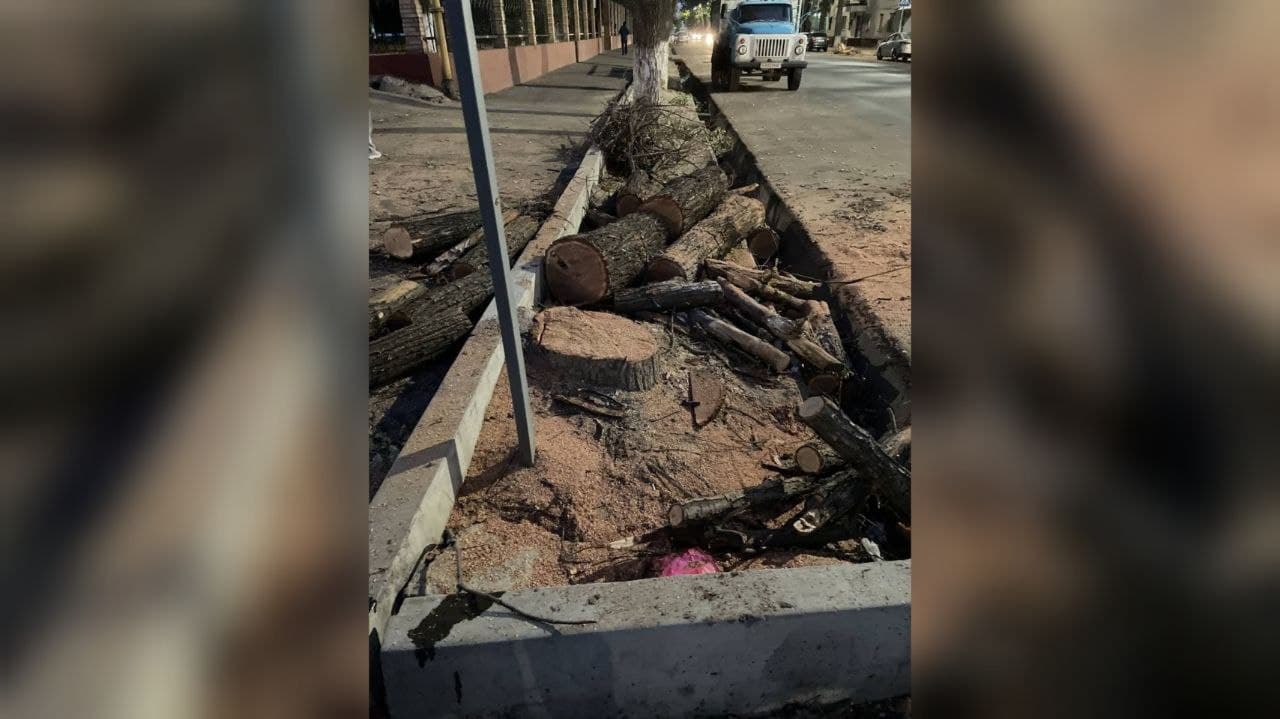 У здания Ташкентской городской прокуратуры срубили здоровые деревья