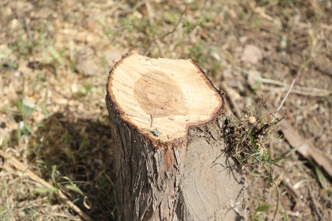 В Сурхандарье незаконно срубили 43 дерева — фото