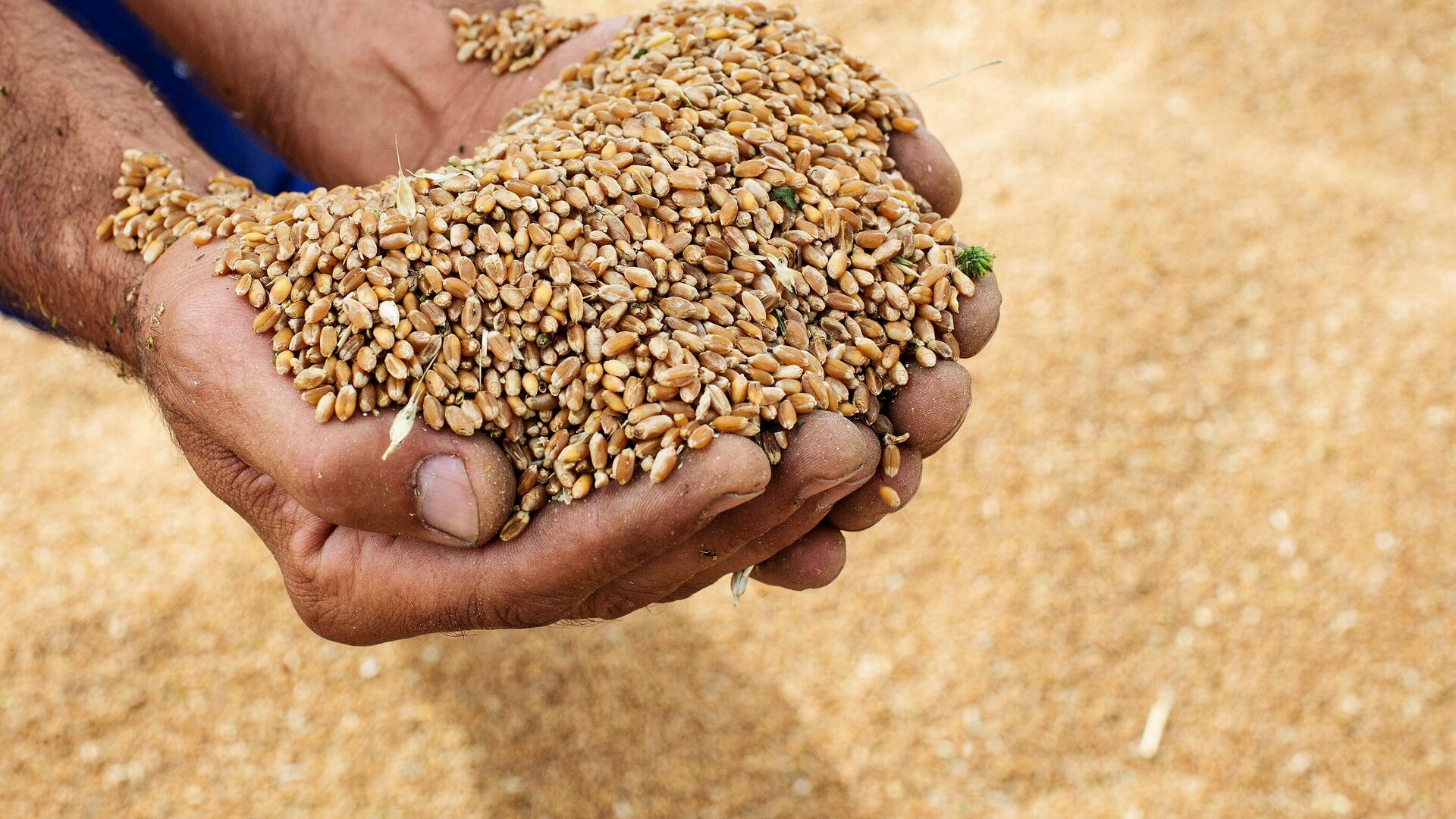 Узбекистан стал лидером по закупкам казахстанской пшеницы