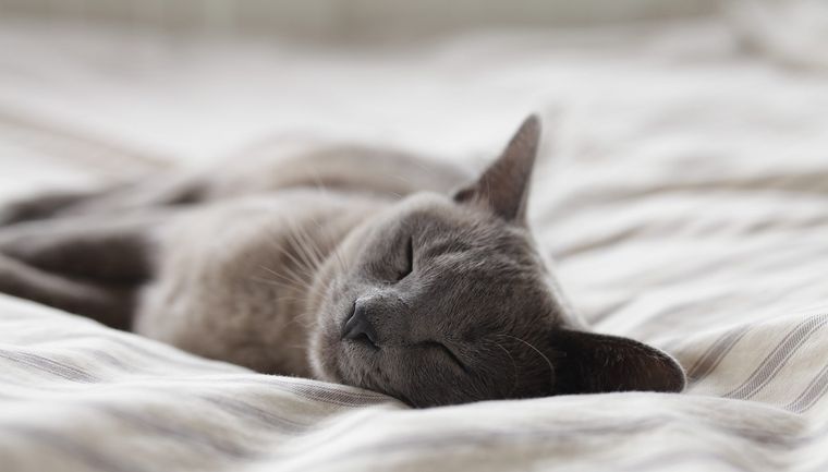 В Японии выпустили постельное белье, имитирующее кошек