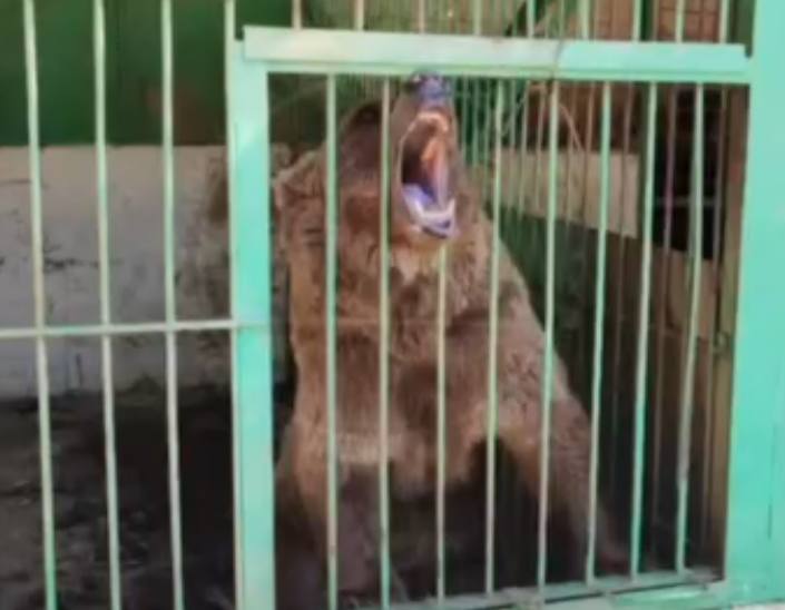 На Нукусский зоопарк опять поступила жалоба — видео