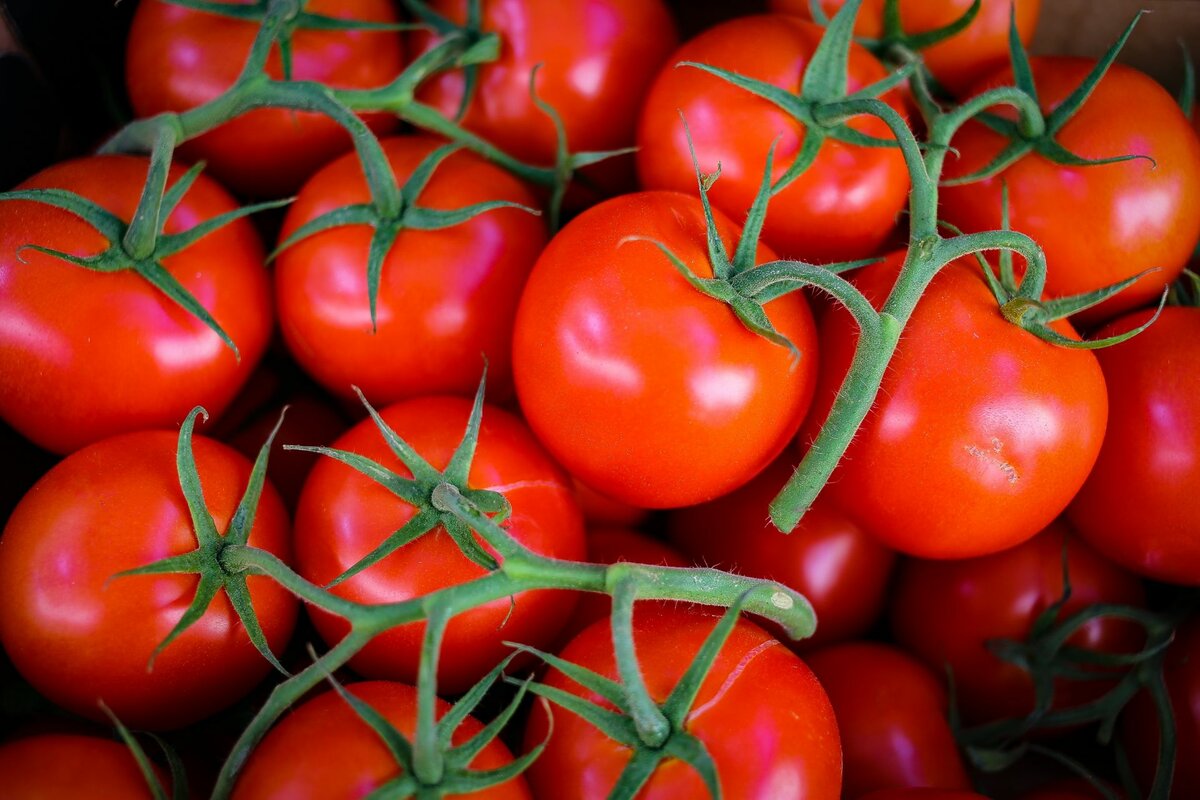 Россельхознадзор разрешил ввоз томатов с шести предприятий из Узбекистана  