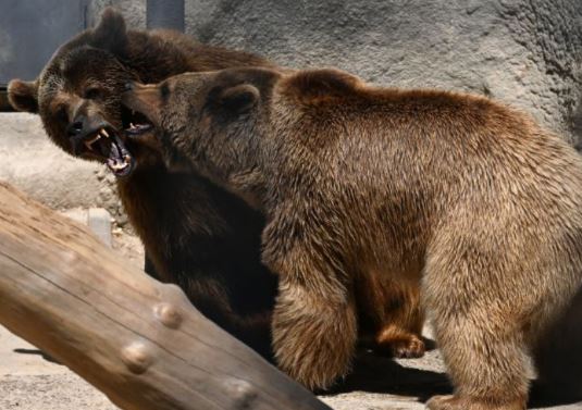 В Ташкентском зоопарке организовали свидание медведю Зузу, в вольер к которому сбросили девочку — фото