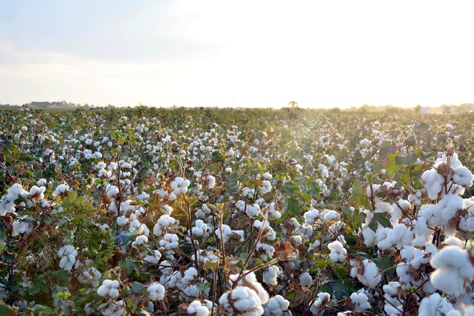 Cotton Cаmpaign  позволит Узбекистану сотрудничать с мировыми брендами одежды