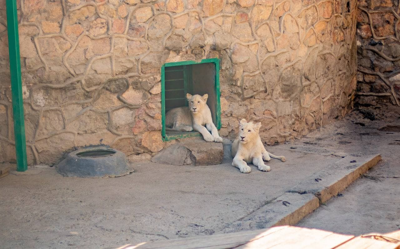ERIELL Group оказала благотворительную помощь Ташкентскому зоопарку в честь Дня защиты животных