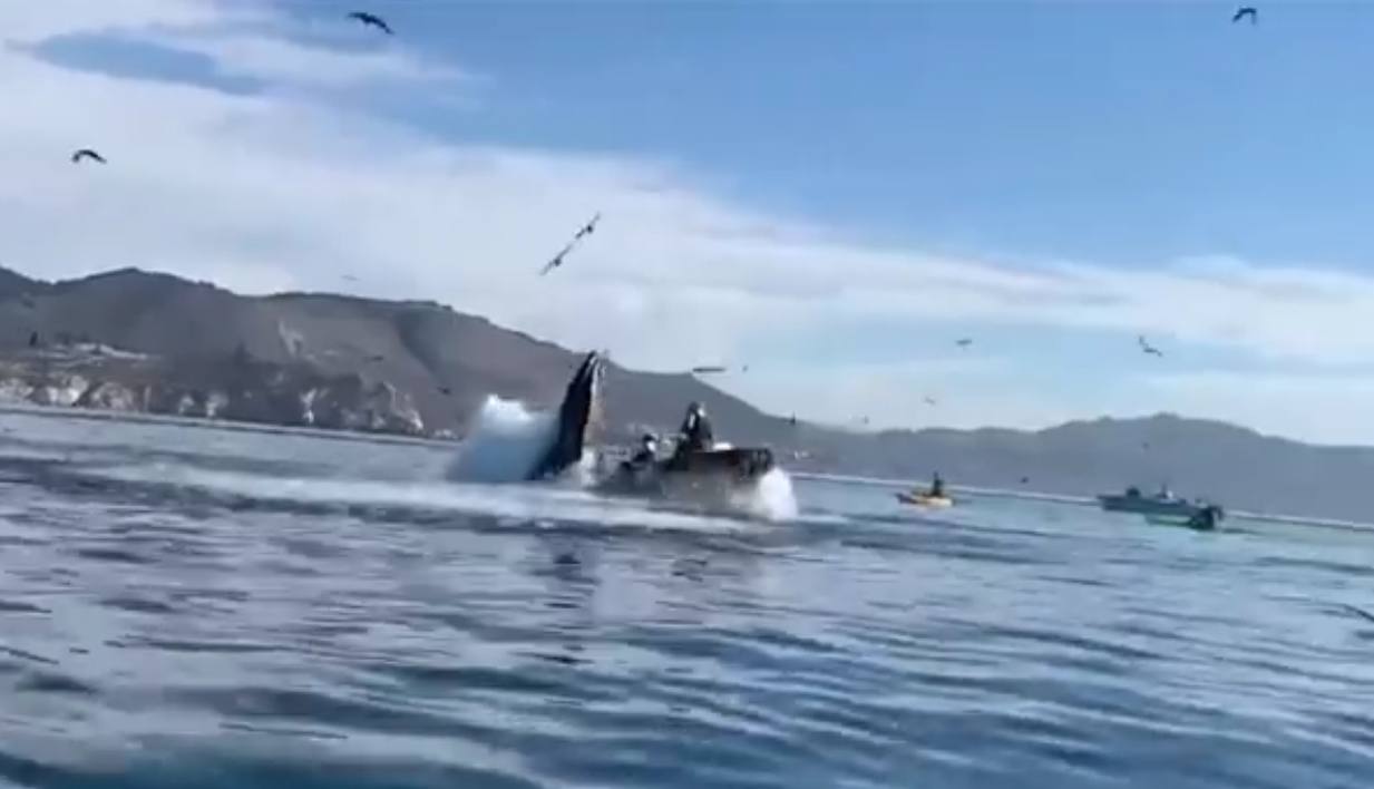 В Калифорнии кит проглотил двух девушек — видео