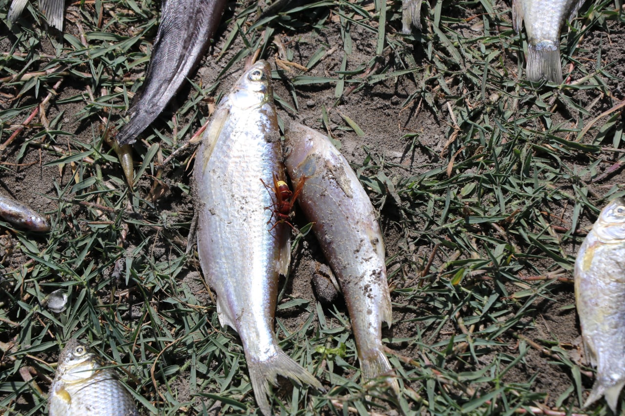 В реке Зарафшан погибло более 800 рыб — фото