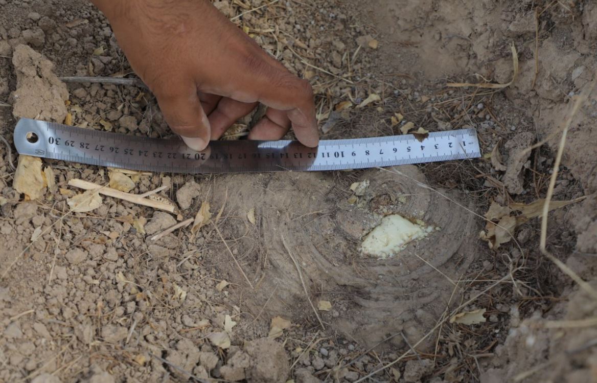 В Кашкадарье выкопали 2,5 тысячи кустов таджикской ферулы: ущерб оценили в миллиард сумов