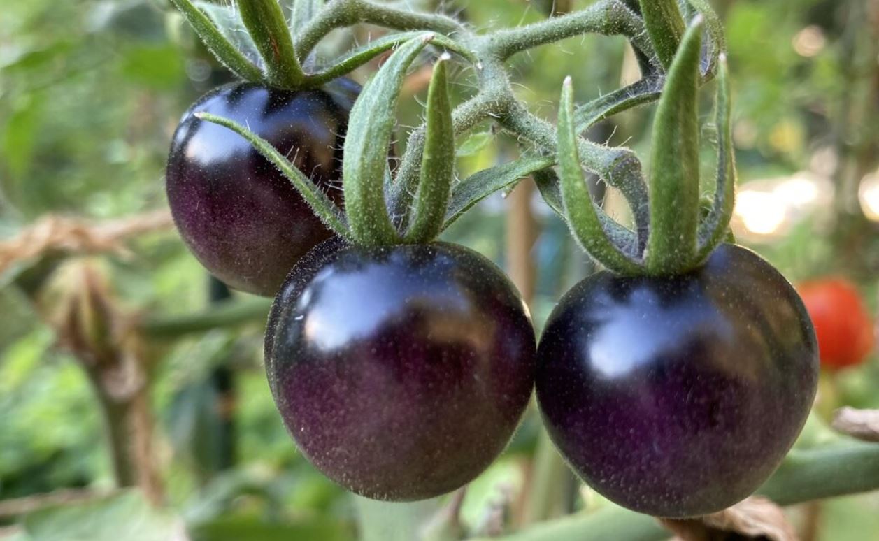 Узбекские фермеры экспериментируют с черными помидорами — рассказываем, в чем их фишка