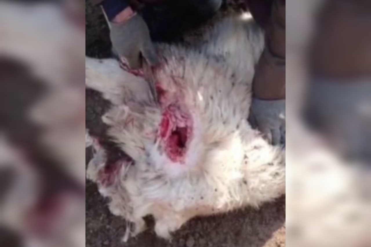 В Навои фермеры жалуются на нападение волков