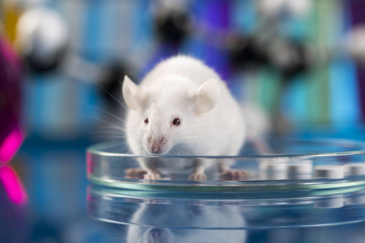 Врачи смогли вылечить онкологию у мышей всего за шесть дней