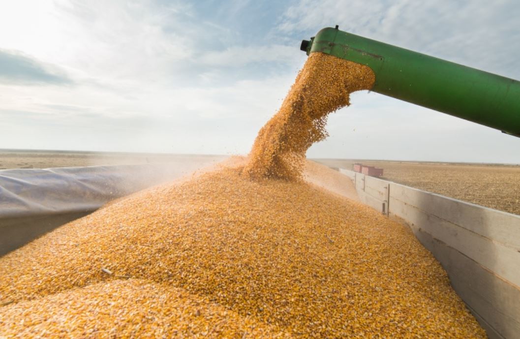 Минсельхоз: Запрет на экспорт муки и пшеницы в Кыргызстане не отразится на ценах в Узбекистане