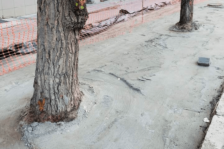 В Узбекистане начнут массово освобождать замурованные в бетон деревья
