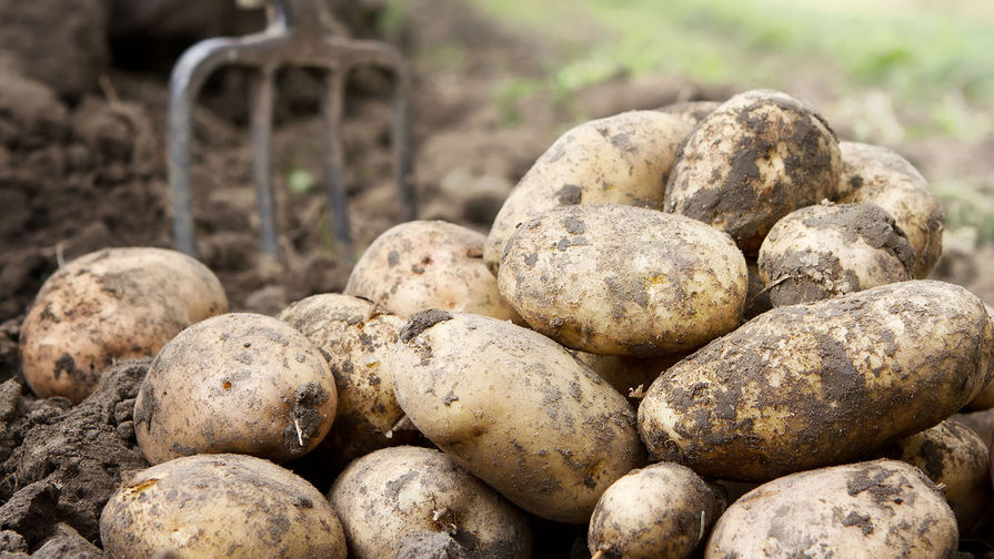 Узбекистан вернул Ирану и Пакистану тонны опасного картофеля 