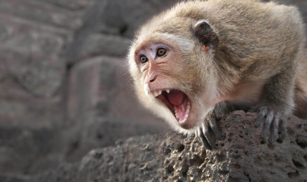 Оспа обезьян опасна для человека — чем?