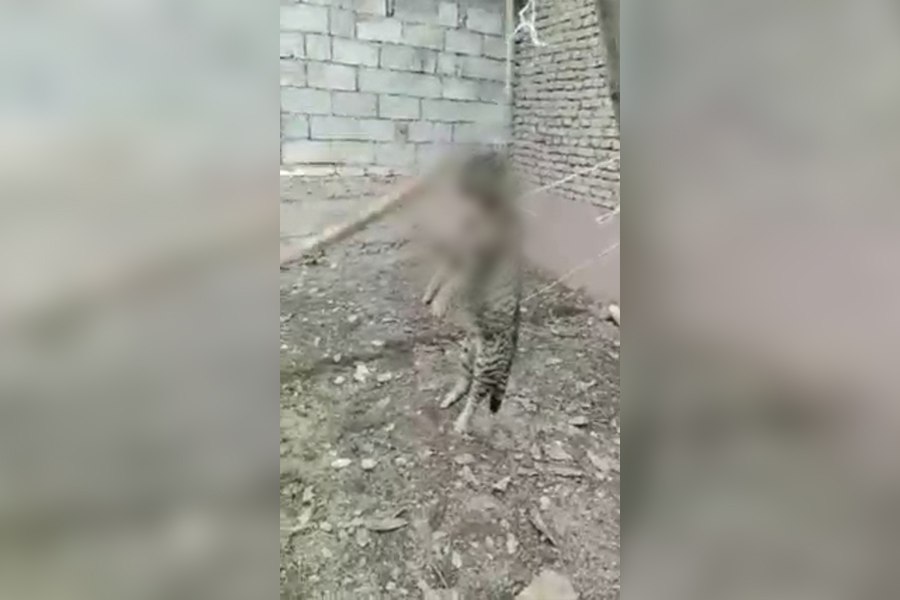 В Узбекистане неизвестный подвесил кота на дерево и избил его 